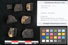 Foto (Objekt + Etikett) von Auracaria sp. (NHMW-GEO-2024-0188-11582)